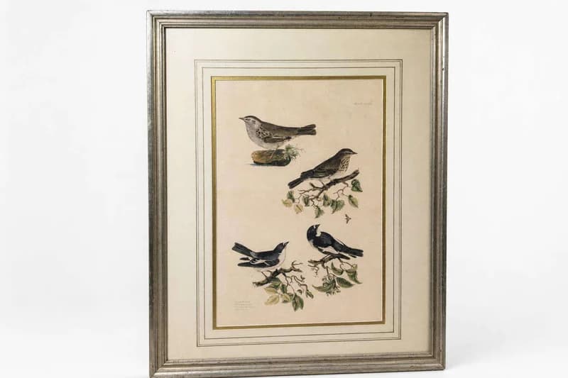 Framed vintage bird print lithograph
