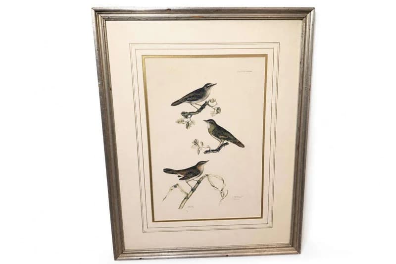 Framed ornithological bird print with three songbirds