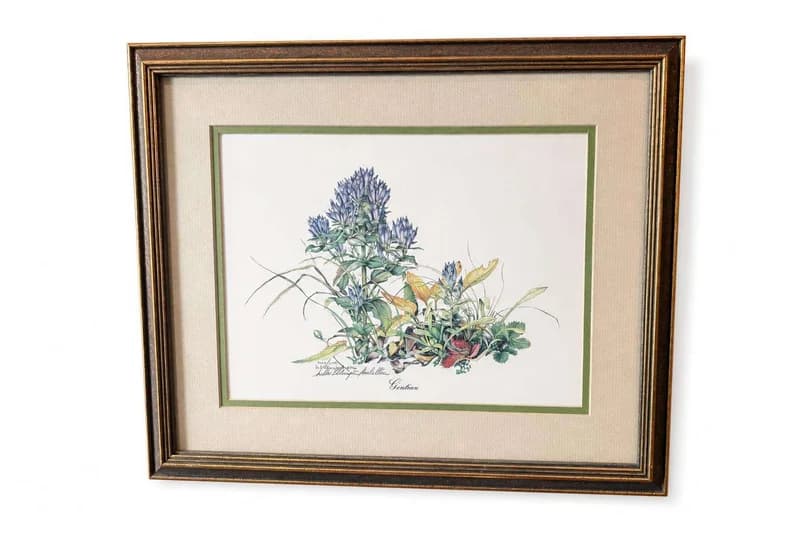 Framed botanical print titled Centaur