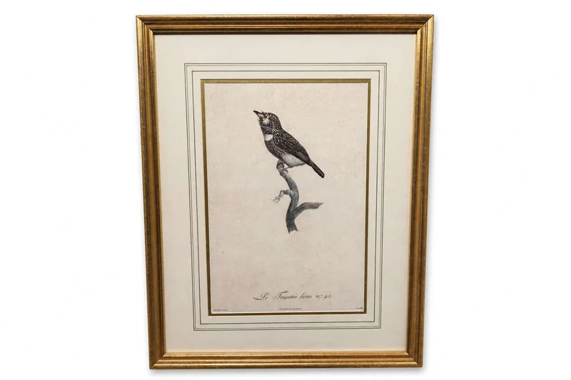Framed ornithological bird print with single trogon, gilt frame