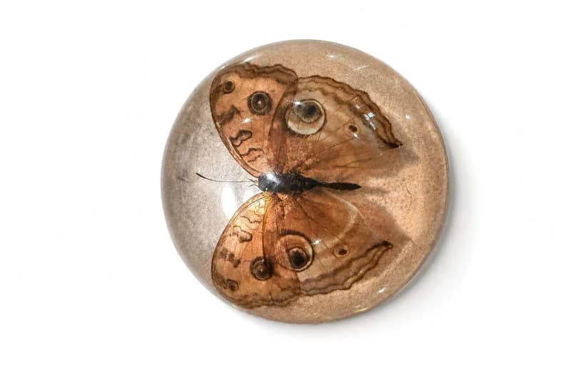 Butterfly In Lucite Dome Paperweight